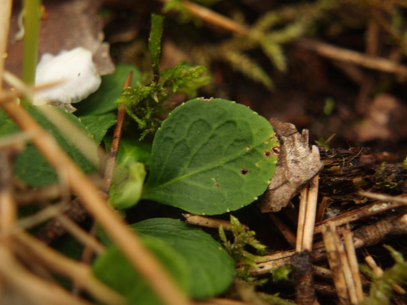 Wintergreen, one-flowered leaf